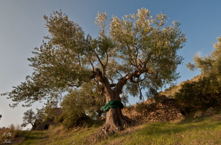 L'ulivo secolare